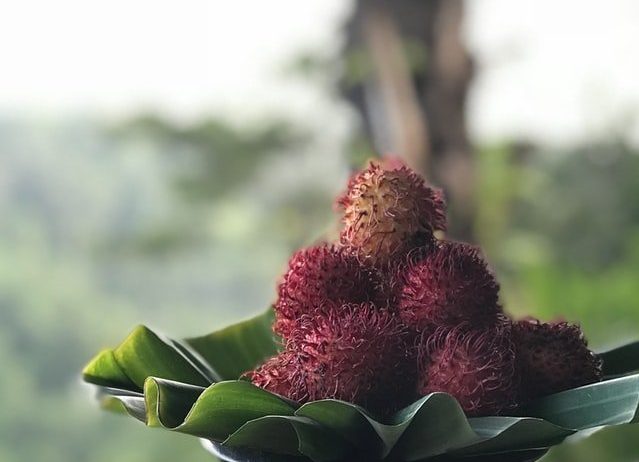 Rambutan เงาะ