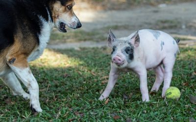2 Words for Dogs and Pigs in Thai สุนัข, สุกร, หมา, หมู (sù-nák · sù-gon · măa · mŏo)