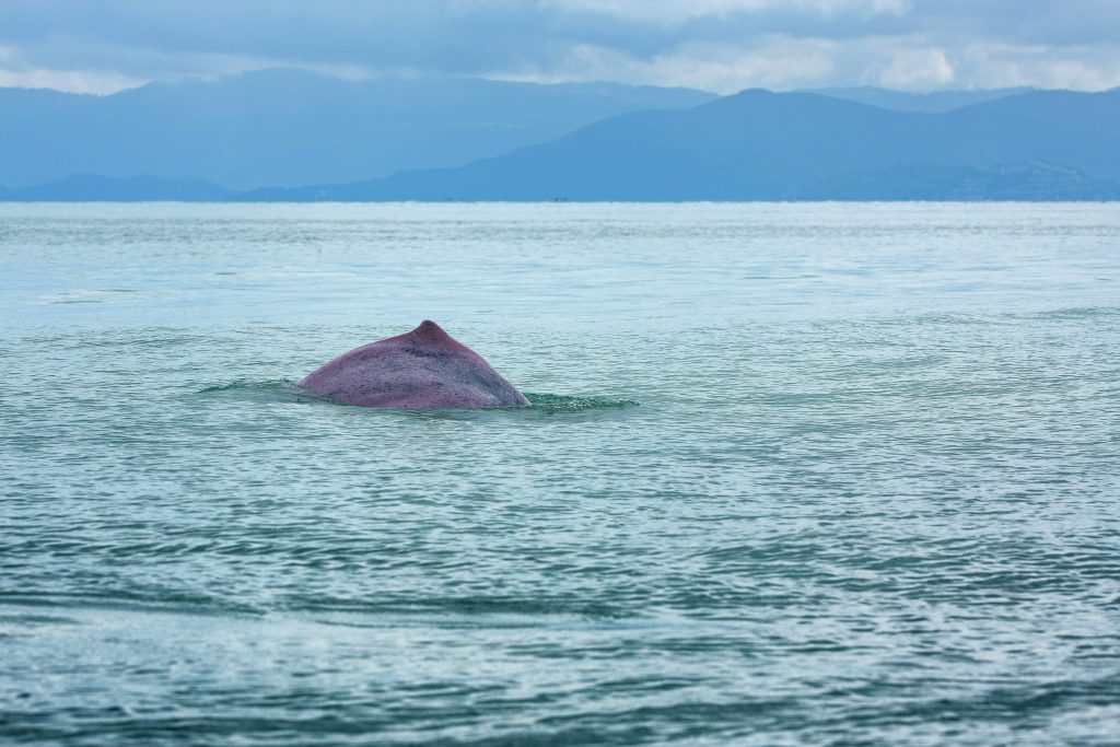 pink dolphins in Khanom