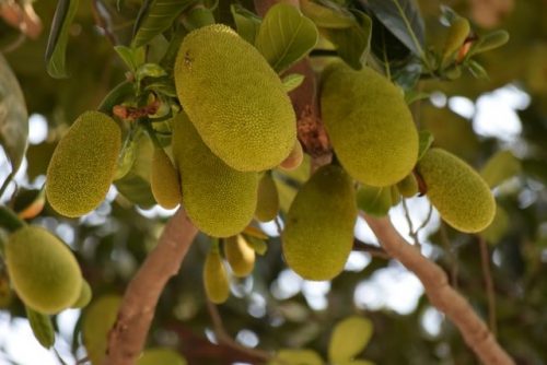 Jackfruit ขนุน