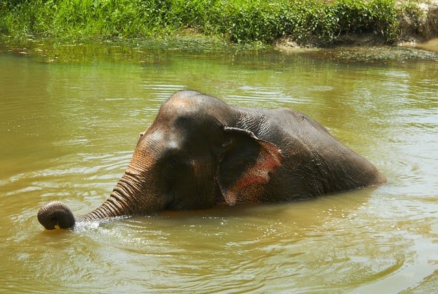 March in Thai (Elephant)