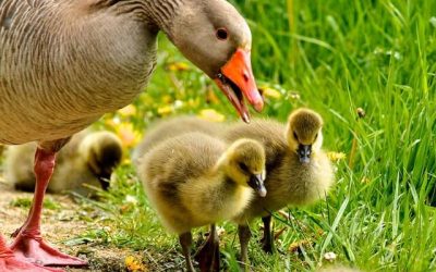 The ugly duckling – Thai listening practice