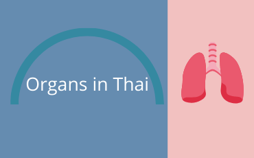 Organs in Thai